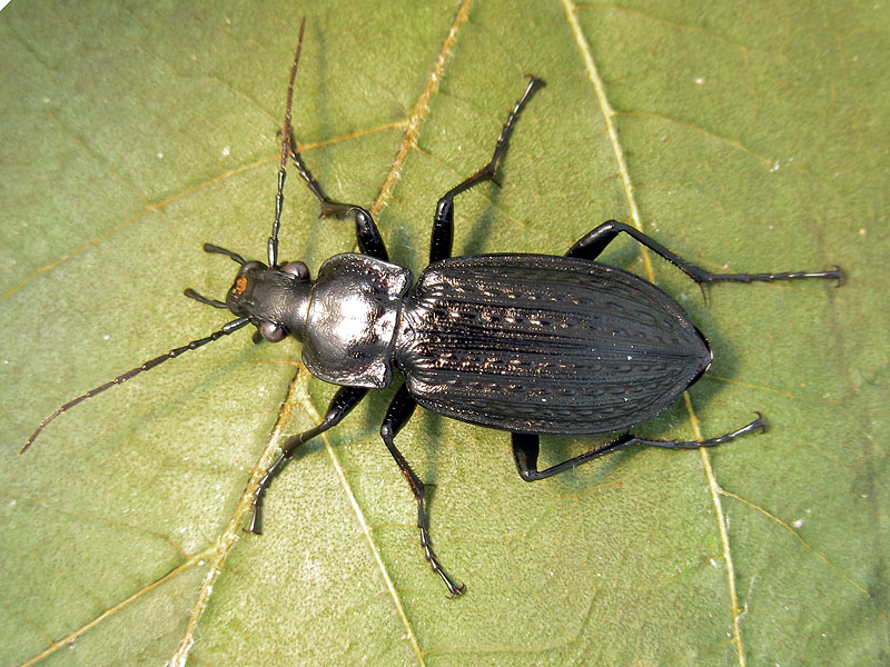 Carabidae: Carabus granulatus, femmina